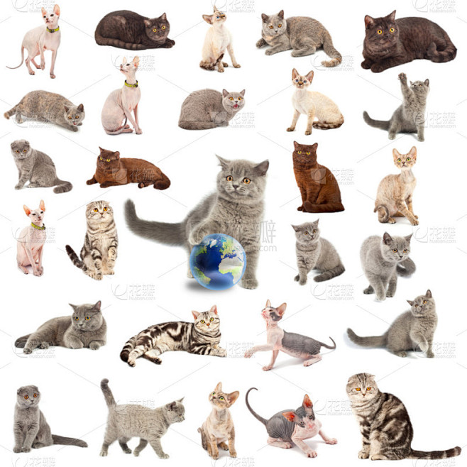 猫的集合