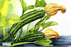 黄瓜青瓜 水果蔬菜美食手绘插画JPG高清图片设计素材