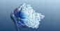 blossom flower Photography  Macro Photography Nature photographer floral photoshop lightroom shelby hanlon