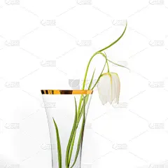 精致的白花蛇头贝母，玻璃花瓶上镶金边白底贝母