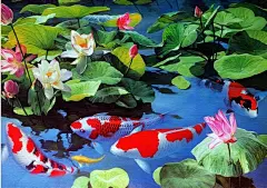 锦鲤桌面壁纸_锦鲤吧_百度贴吧