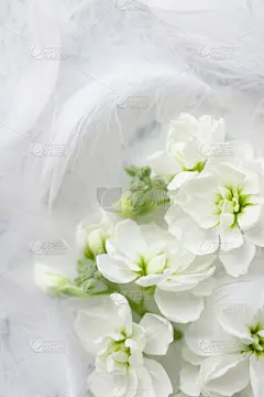 柔和,白色,翎毛,材料,背景,可爱的,贺卡,结婚请柬,简单,婚礼