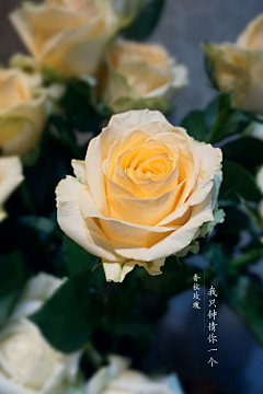 木槿0519采集到Hibiscus—by myself