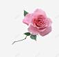 粉色玫瑰花 免费下载 页面网页 平面电商 创意素材