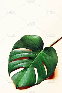 热带丛林蒙斯特拉叶孤立。