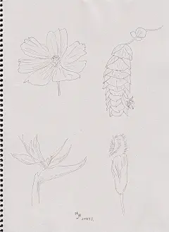 （xyz）格桑花、牛至、天堂鸟、流苏龙胆