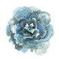 blue rose