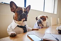 点击来源直接获取大图文件 |Two Dogs Dressed As Businessmen Having Meeting In Boardroom