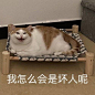 猫咪表情包