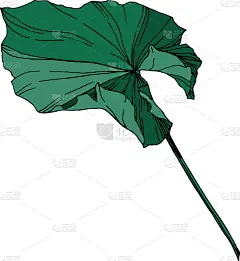 莲花,植物学,黑色,仅一朵花,荷花,壁纸,植物群,春天,乡村风格,花