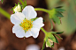 strawberry-flower-7178921_1280