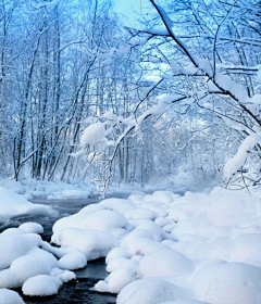 小白灵采集到雪中情