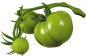 Green tomato PNG
