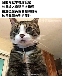 槌豆豆·采集到猫狗小动物