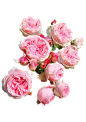 粉色玫瑰花丛花束png (16)