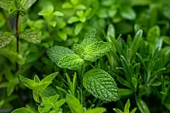 天然绿色中医草药品种