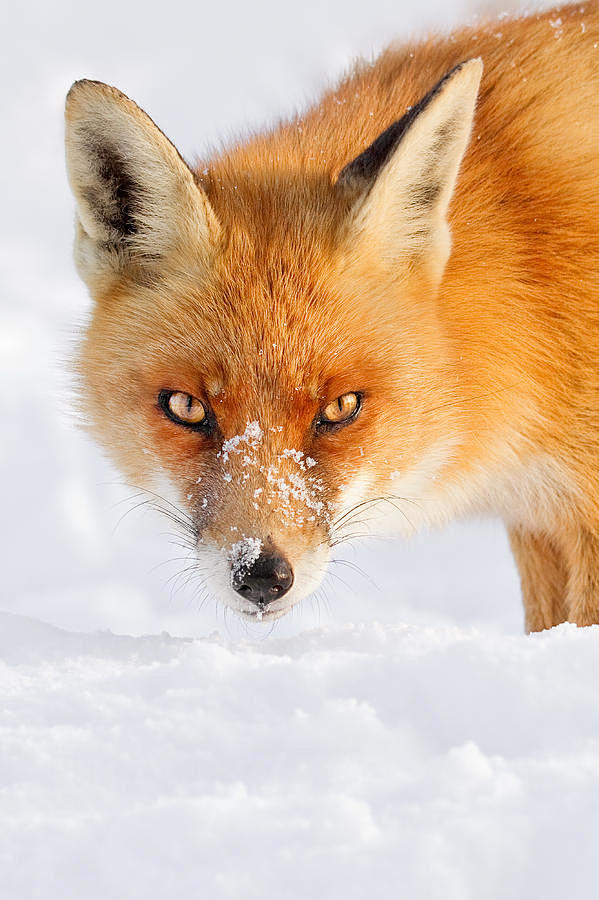 Fox Photograph - Red...