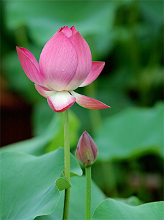 鸡掌的小老师采集到花