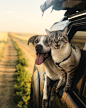 Amazing Dog and Cat Travel Companions