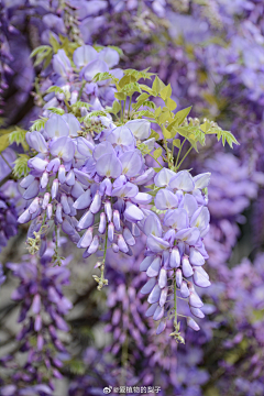 纱羽采集到花之藤