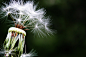 Dandelion, Seeds, Pointed Flower, Meadow, Nature