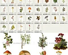 复古植物森系清新蘑菇菌类花草叶子插画图鉴装饰包装png设计素材-淘宝网