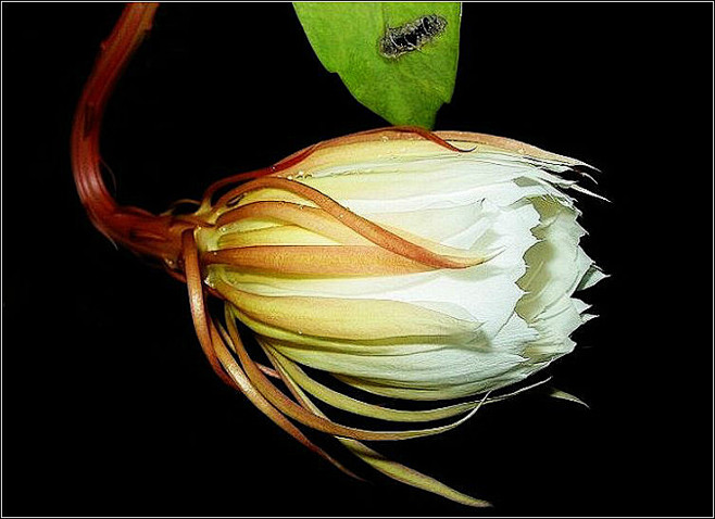 植物 昙花，太漂亮了