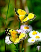 yellow beauties | Butterfly... Fly Away