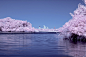 blooming pink cherry blososm near sea