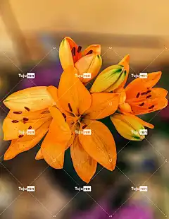 虎百合 手机壁纸 橙花 花卉背景 花壁纸 花朵 开花 植物学