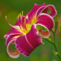 ~~Droplet by ChristopherLeeHewitt (Away) - Daylily~~