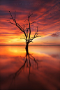前奏一梦〜夕阳， 弧树，尤福拉湖，俄克拉何马州