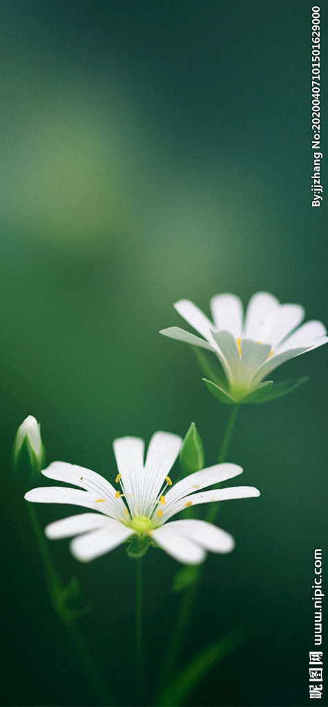 春天 质感背景