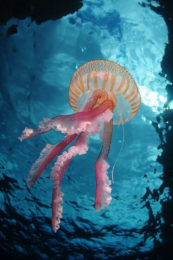 Jellyfish: 图片_动物-水生生物图片素材-花瓣网