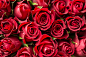 Valentine’s Day Red Roses Close Up Free Image Download