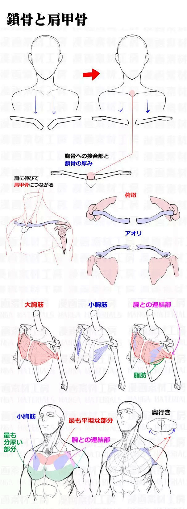 胸、肩周围画法及注意点 : 简单粗暴，素...