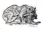 豹子吃狒狒-狮鸢SONNY__涂鸦王国插画
