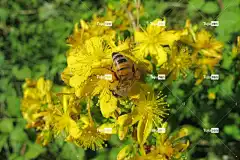 圣约翰草 金丝桃 圣让 Hypericaceae 花 黄色 花壁纸