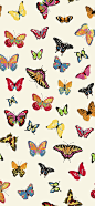蝴蝶 插画 手机壁纸
