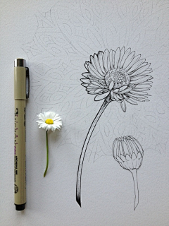 EmmaFabulous采集到Flowers in Progress