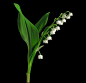 My next Tattoo. Lily of the Valley. Gens flower.