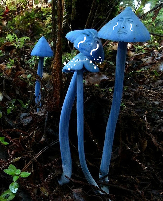 蓝瘦香菇