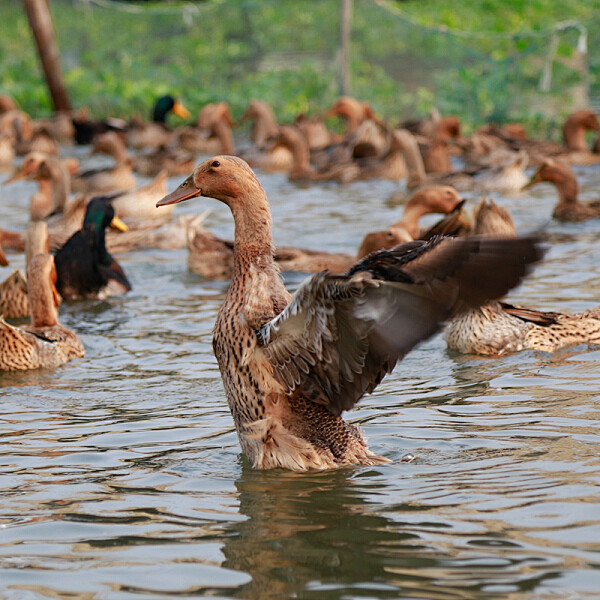 土记土鸭新鲜老鸭子肉整只装2年杀前重约2500g以上稻田散养野生麻水鸭