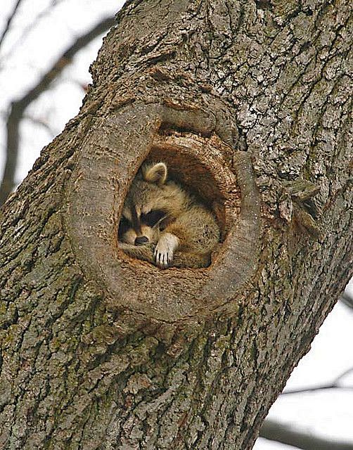 Raccoon napping...lo...