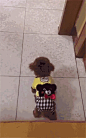 花式讨喜
