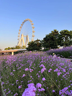 两个向日葵采集到花海