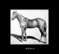 Horse 2 by RHADS
