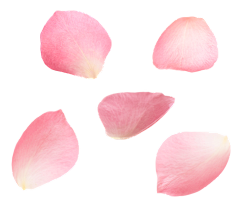 水密桃采集到花
