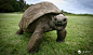 182岁的长寿陆龟 乌龟是世界上最长寿动物之一