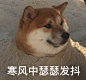 表情包 狗_百度图片搜索